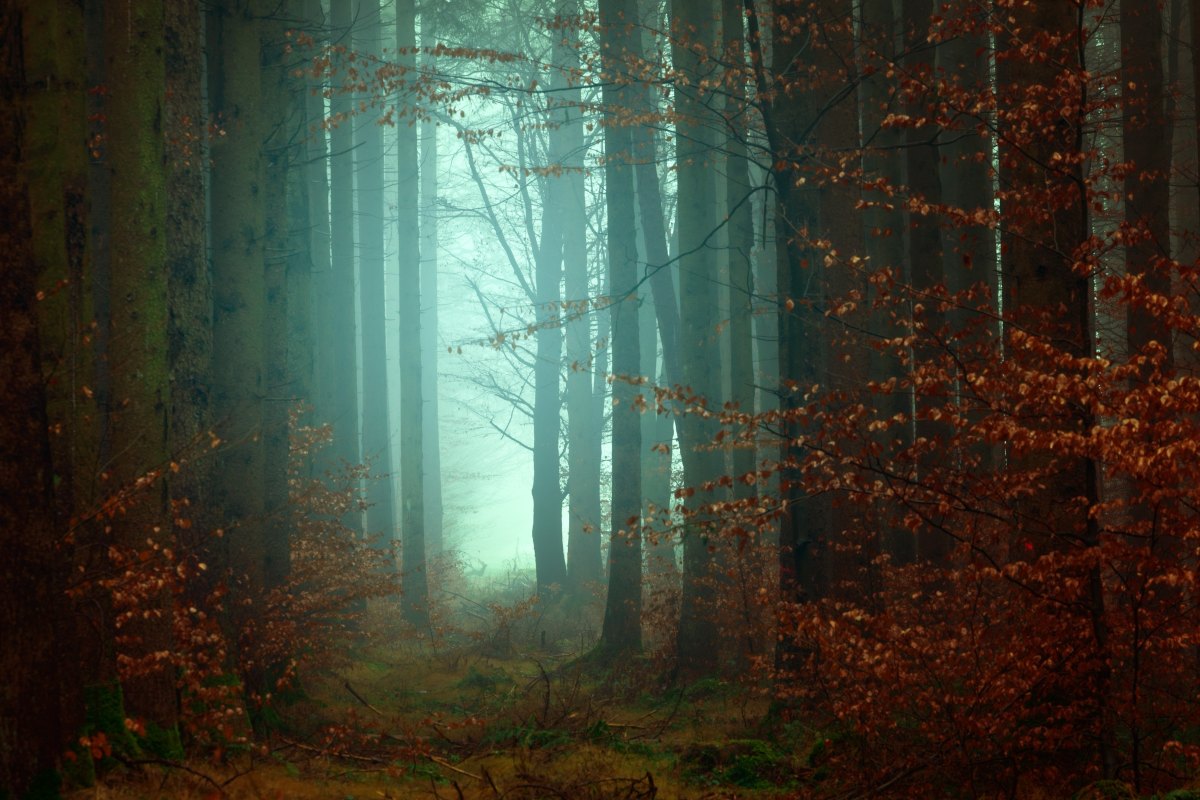 deep forest with mist